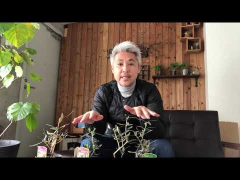 オリーブの木の木灰: それは本当に効果的な天然肥料ですか?  庭園