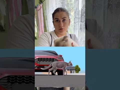 Авто збило кота