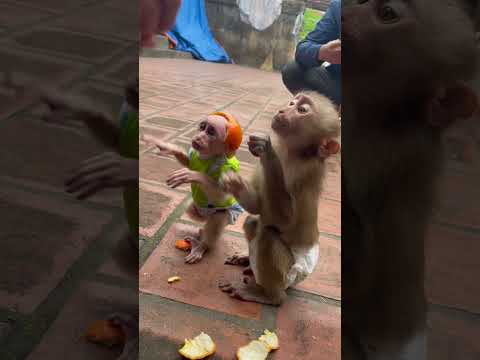 Pu obediently waited for his father to peel an orange for him to eat. #pupu
