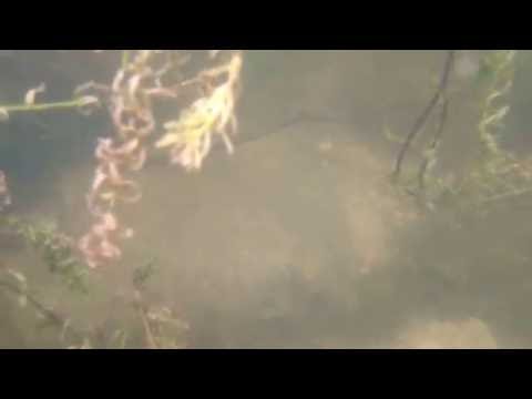 Filming in Neigh Bridge Lake with the New Cat S60 Smartphone