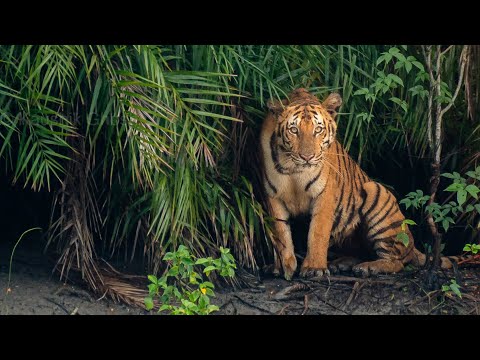 Royal Bengal Tiger Sighting in Sundarban | Real Raw Video Caught on Camera