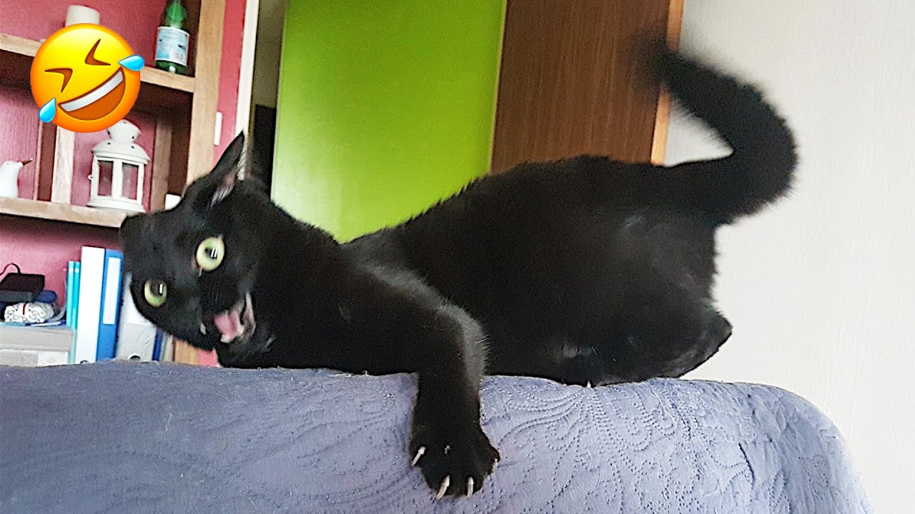 You'll laugh harder than ever at these funny animals! 😂
