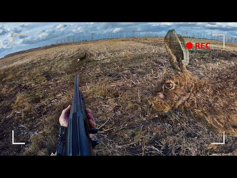 Ждал ЗАЙЦА, а вышла КОЗА. Охота на зайца в Беларуси 2019