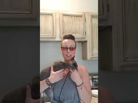 How to properly store and serve raw cat food for your cats safety!