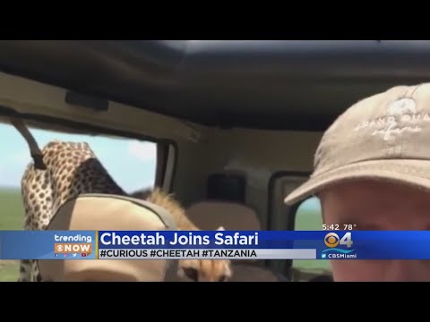TRENDING: Cheetah Jumps Into Safari Vehicle, Giving Occupant Quite The Scare