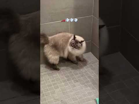 Cat has shower zoomies and growls #shorts