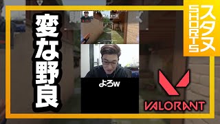 妙なテンションの野良に遭遇 #Shorts