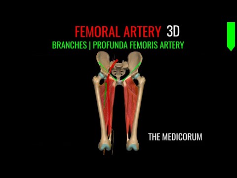 FEMORAL ARTERY "3D" | BRANCHES | PROFUNDA FEMORIS ARTERY