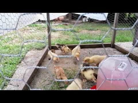 Boboci de rata leseasca!🦆