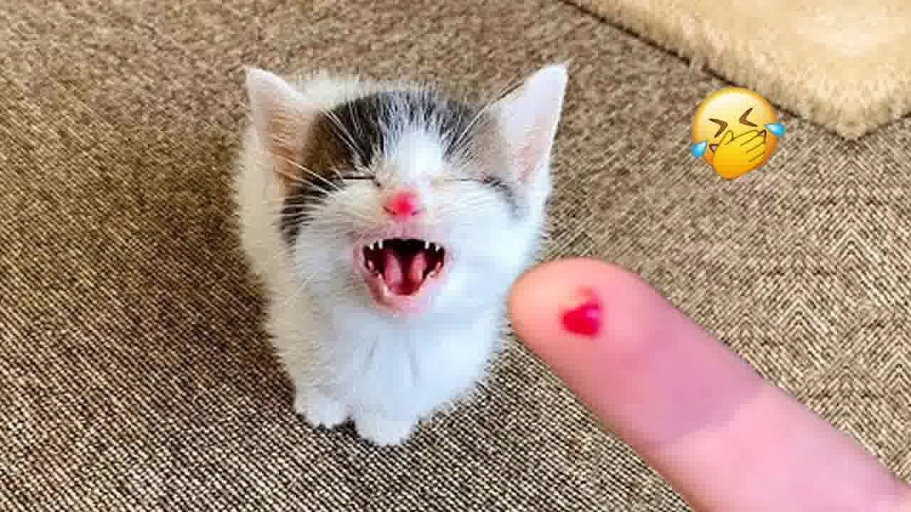 Funniest Animals 2024 😂 Best Funny Cats and Dogs 😻🐶  | Cute Baby Cats😻