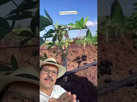Plantio de mandioca