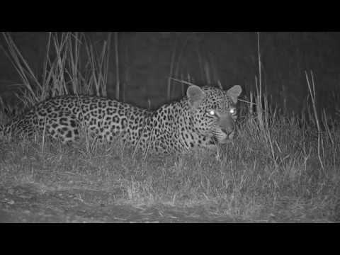 Djuma: Sights and sounds with Hippo and Hosana male Leopard around - 04:28 - 07/27/19