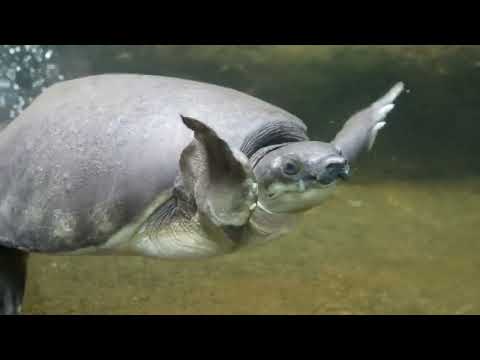 Prestige Residence Seri Kembangan