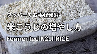 【米麹(米こうじ)の増やし方】蒸したお米に米麹を合わせて発酵させ米麹を増やします(友麹、共麹法)。タッパーを使ってお手軽に Making Fermented KOJI RICE 米麹(日式酒酿，曲霉)