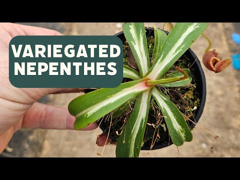 Variegated Nepenthes Collection - Extremely Rare Tropical Plants