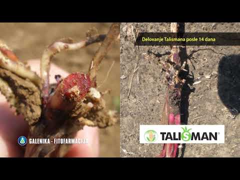 Zastita kukuruza od korova, Galenika fitofarmacija - U nasem ataru 788