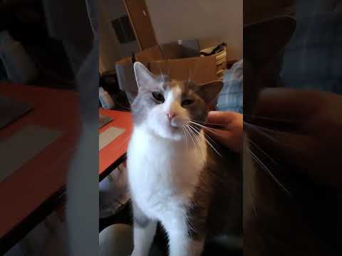 therapy cat Marquis loves the brushings❤️❤️😺😺