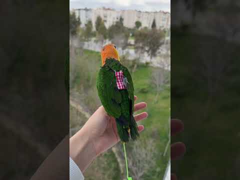 Dışarıyı görünce beni hemen unuttu ve kaçtı 😓