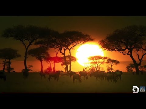 download lagu mp3 mp4 Serengeti Song, download lagu Serengeti Song gratis, unduh video klip Download Serengeti Song Mp3 dan Mp4 Youtube Gratis