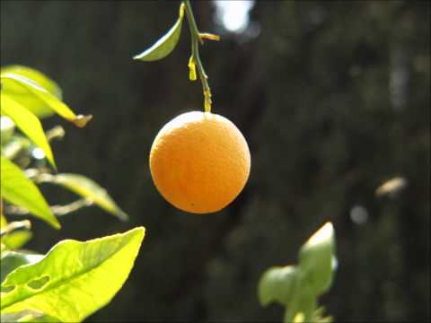 U poju se mala REMIX