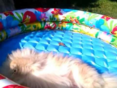 Coco swimming in empty tub!!