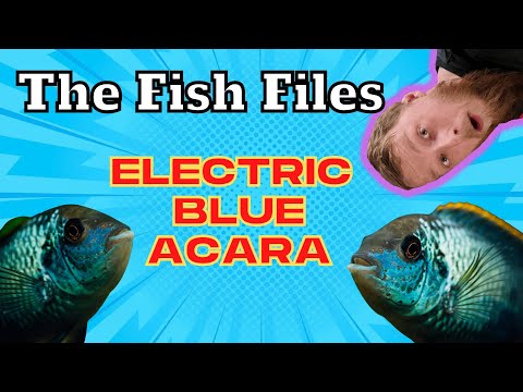 Fish-File: Electric Blue Acara