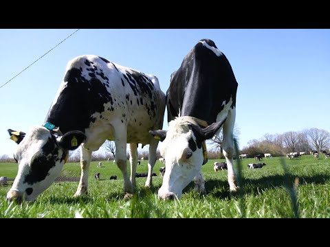 Pasture manager Schleswig-Holstein