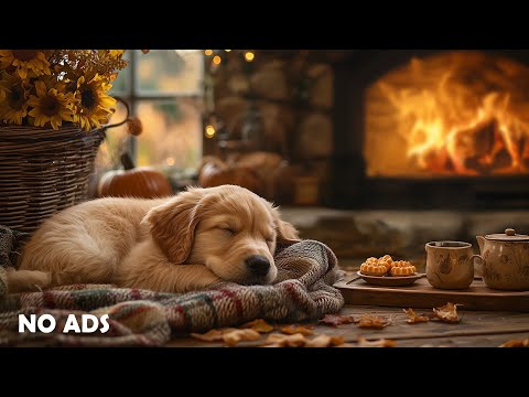 12 HOURS of Dog Calming Music For Dogs 🐶Separation Anxiety Relief Music🎵💖Dog relaxation🎵 No Ads