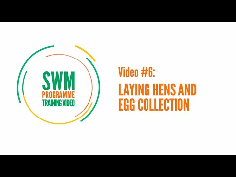 Training video #6 Laying hens and egg collection - #SWMProgramme