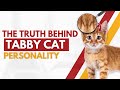 Tabby Cat Personalities Are Orange Tabbies Really Lazier