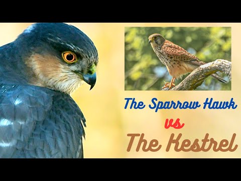 The Sparrow Hawk vs The Kestrel. Wildlife Photography