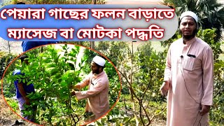 পেয়ারা গাছে প্রুনিং