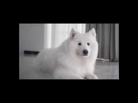 ILIFE T10s Robot Vacuum with Local Warranty Powerful Suction Dust Collection Base and Smart Features