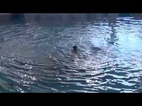 C.N. Arcadia en el Cto de España de Sincro en Elche