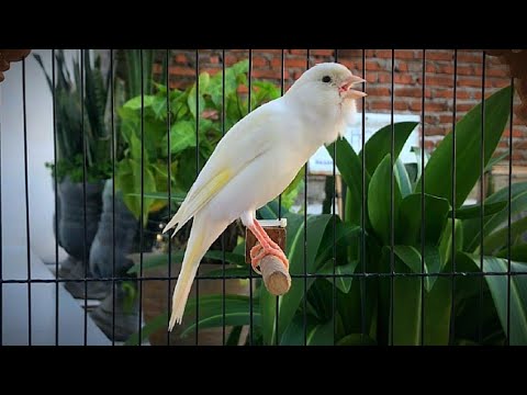 The Most Magical Canary Training!! Your Canary Will Sing Immediately