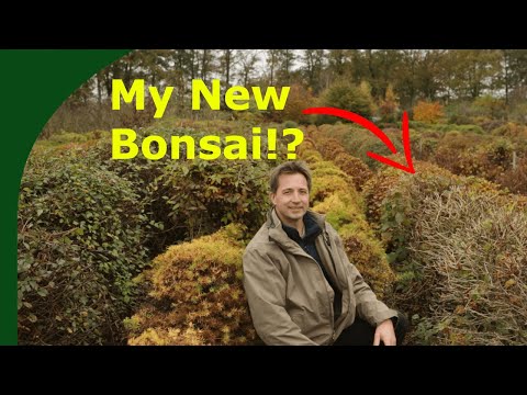 Bonsai Trunks from the field (Selecting, digging and potting up)