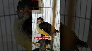 Download lagu Anakan Pijantung Lolohan Super Jinak mp3