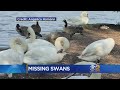 Concern Grows Over Missing Swans In Brooklyn