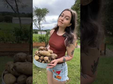 What I Learned From Growing Potatoes 🥔 In Bags 🤔 #growyourown #growyourownfood #gardeningvideos