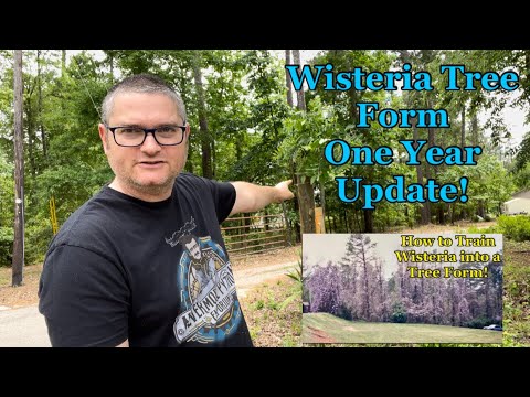 How to Train Wisteria into a Tree Form - One Year Update!