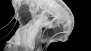 The Daysleepers - The Secret Place