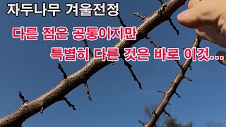 자두나무 겨울 전정, 다른 점은 여타 과수와 공통적이지만, 특별히 다른 것은, 특별히 유념해야 할 것은 바로…