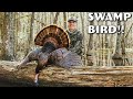 ALABAMA TURKEY HUNTING Stalked Through A SWAMP