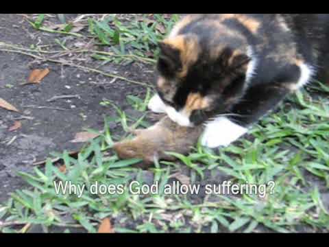 Our Cats Kill a Mouse and Bird, Part 1