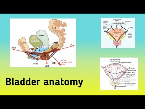 Anatomy of the Urinary Bladder || Location, Relations, Blood Supply and Nerve Supply