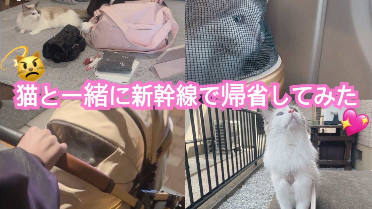 夜勤明け猫と一緒に新幹線で帰省しました😾