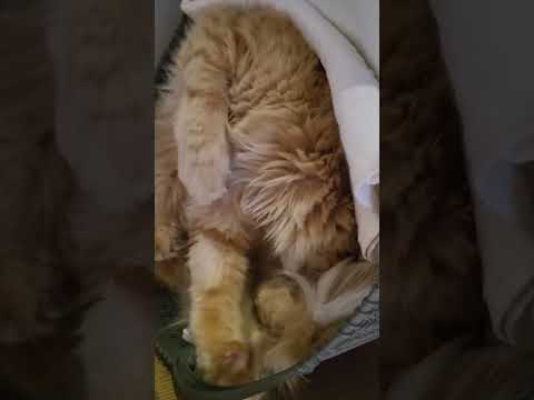 🐱My Big Cat Family - Liusia, apr 23 #short #cute #cutecats #funnycats #cutecatsvideoshort