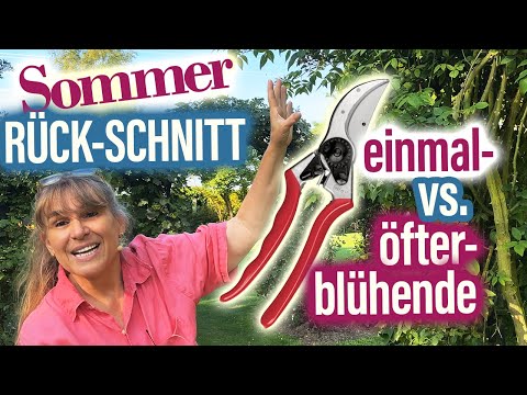 Rose pruning in summer, but properly! + Bright color cocktail with summer roses