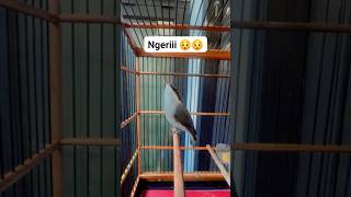 Download lagu jinjing petulak trotol gacorrool panjang #masteranmuraibatu#burung #kicaumania #jinjingpetulak mp3