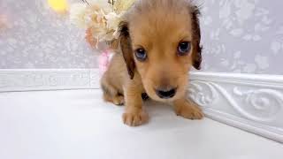 ミニチュアダックスの動画01